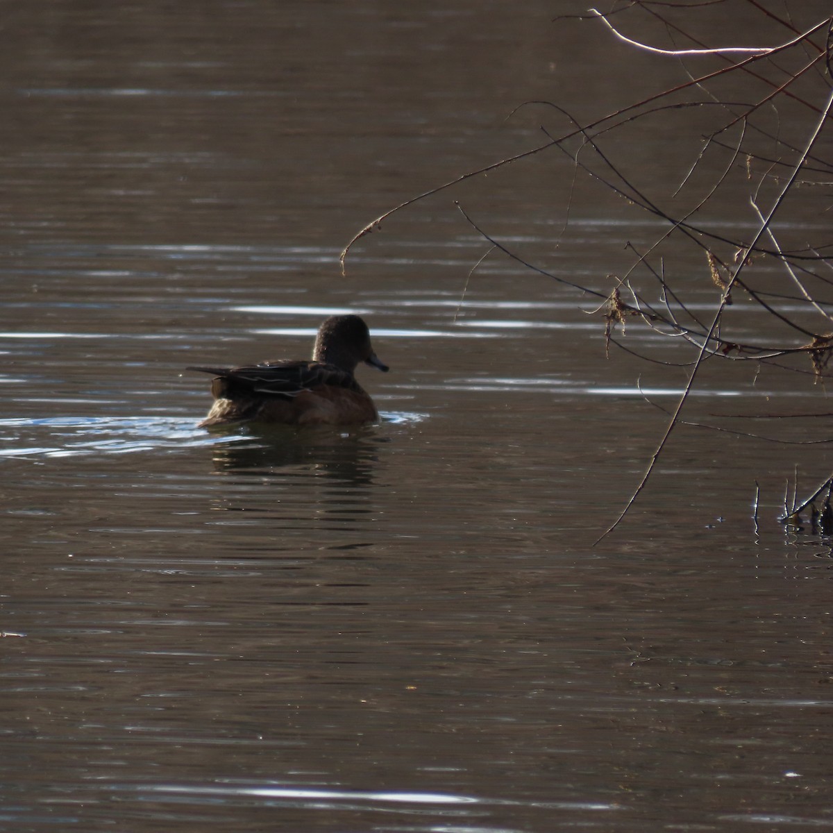 American Wigeon - ML628419898