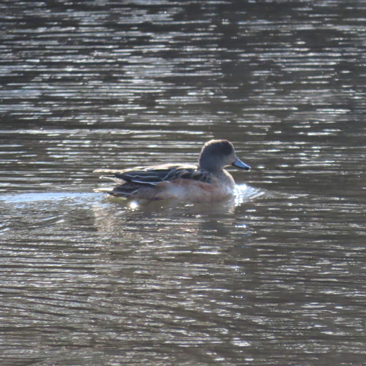American Wigeon - ML628419899