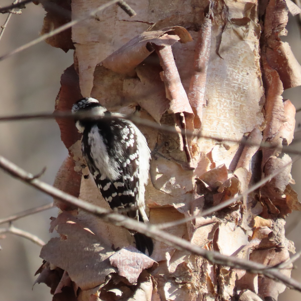 Downy Woodpecker - ML628419905