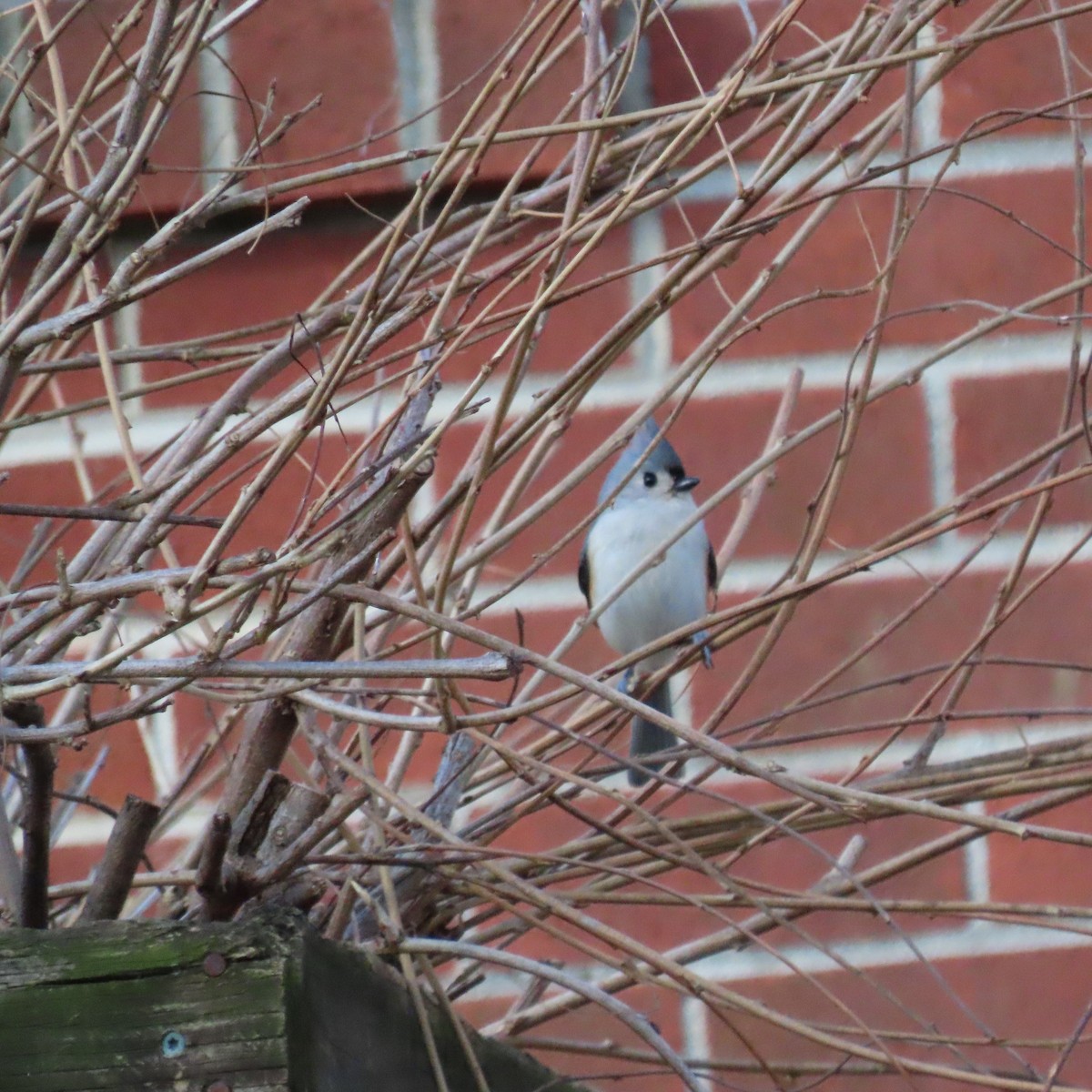 Tufted Titmouse - ML628419913