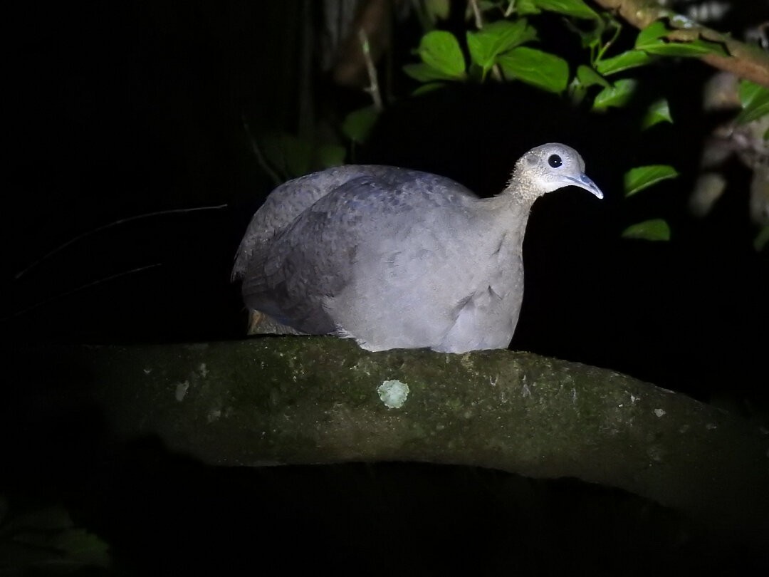 Solitary Tinamou - ML628420128