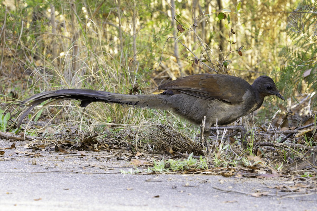 Superb Lyrebird - ML628420225