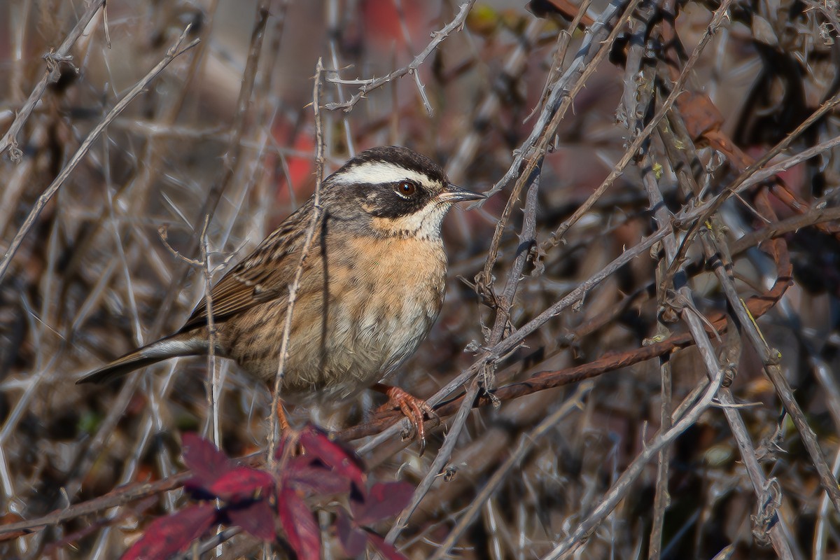 Radde's Accentor - Yonatan Gordon