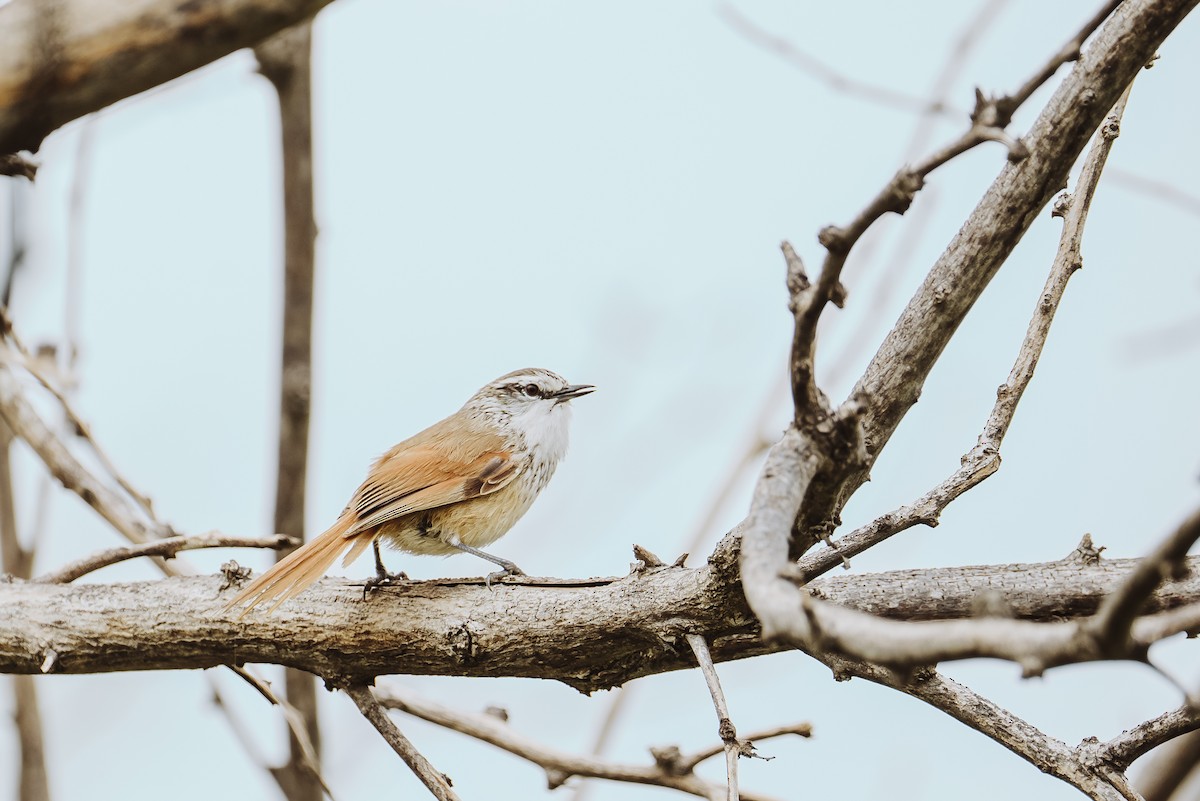 Necklaced Spinetail - ML628420454