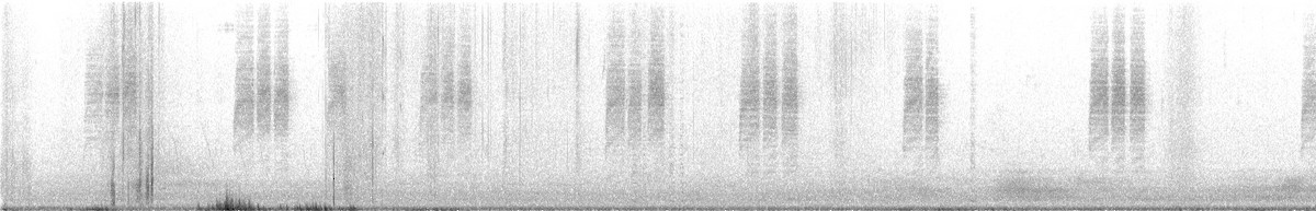 Bewick's Wren - ML628420495