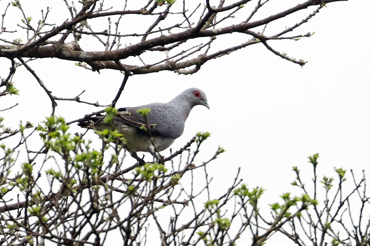 Afep Pigeon - ML628420541