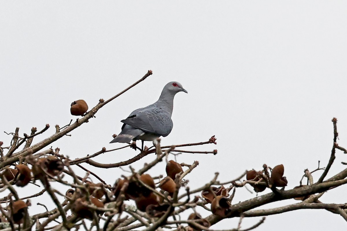 Afep Pigeon - ML628420542