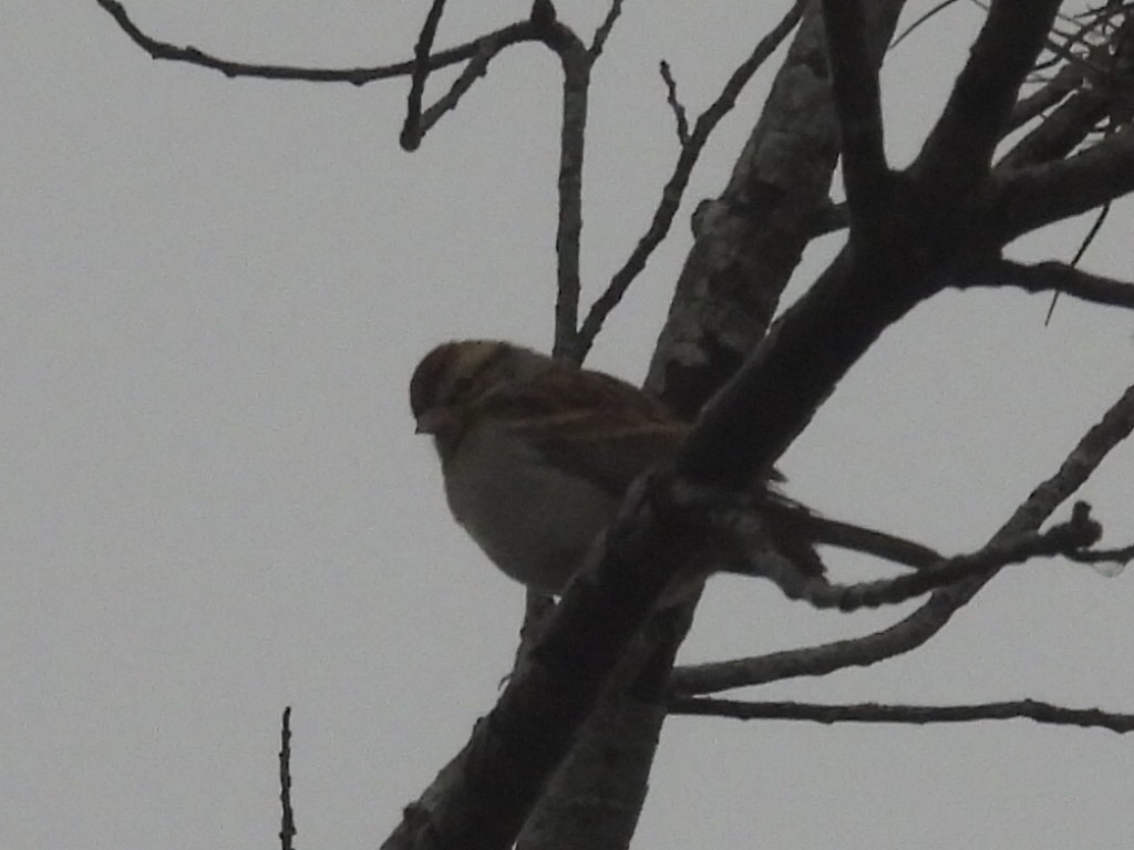 Chipping Sparrow - ML628420698