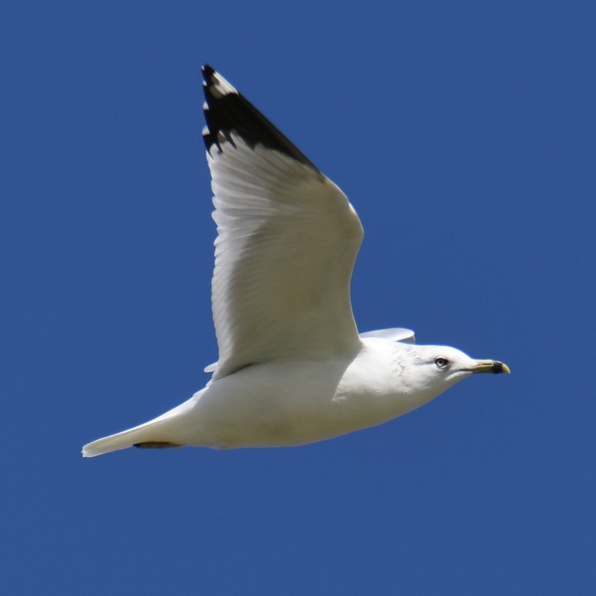 Ring-billed Gull - ML628420741