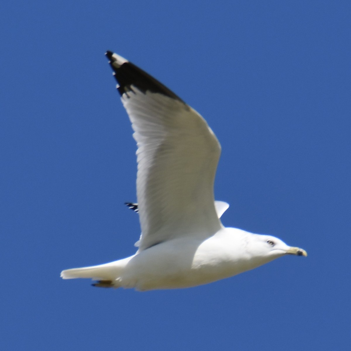 Ring-billed Gull - ML628420742