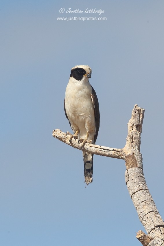 Laughing Falcon - ML628420872