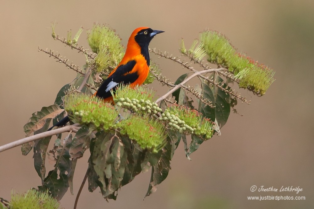 Orange-backed Troupial - ML628420897