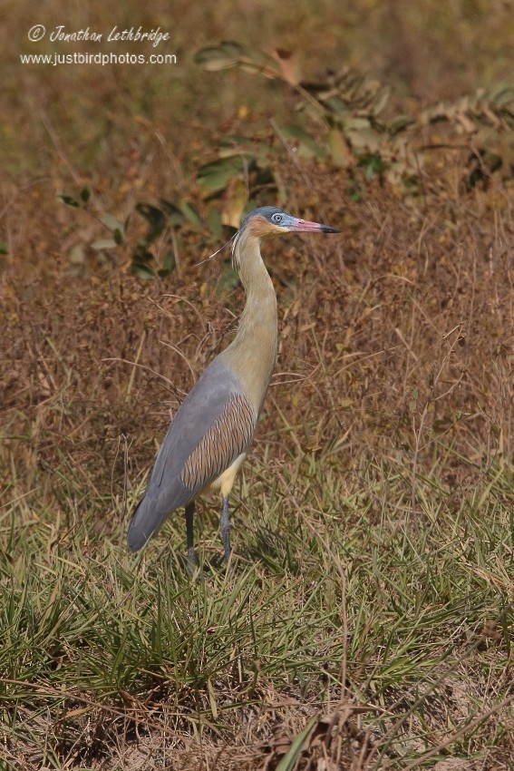 Whistling Heron - ML628420922