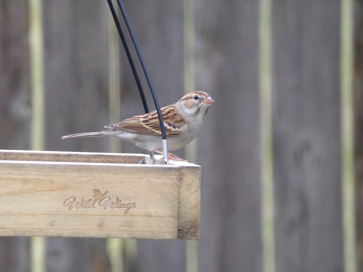 Chipping Sparrow - ML628420946