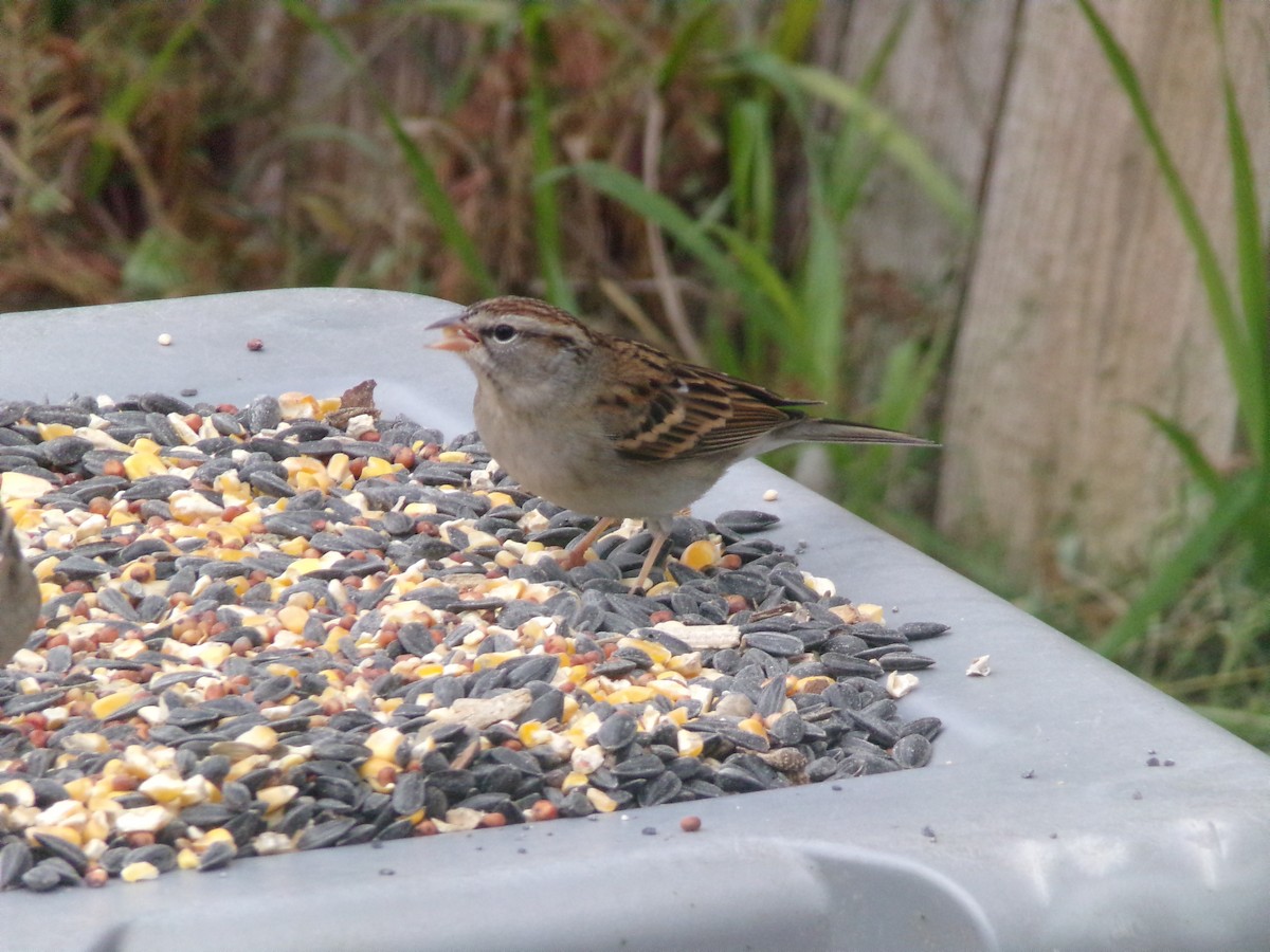 Chipping Sparrow - ML628420947