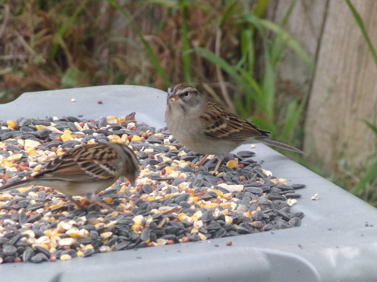 Chipping Sparrow - ML628420948