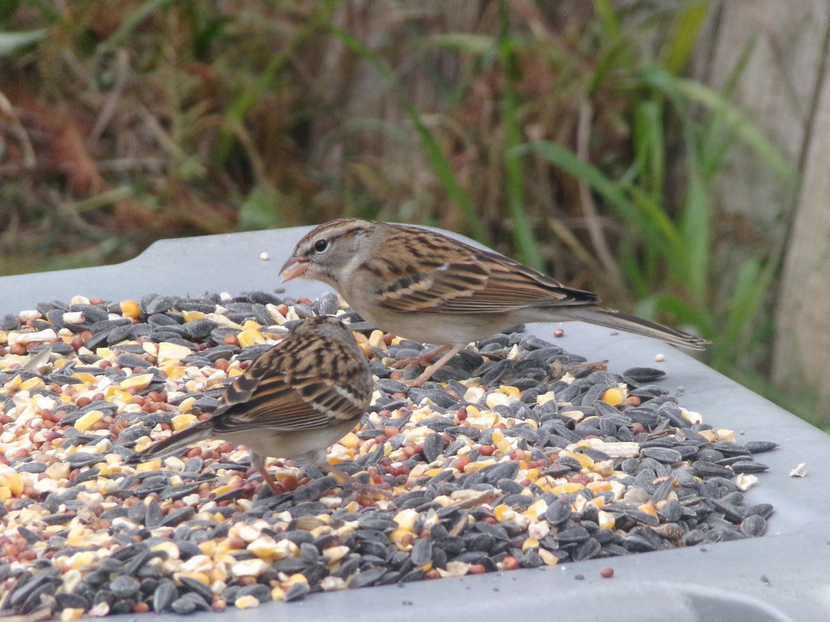 Chipping Sparrow - ML628420949