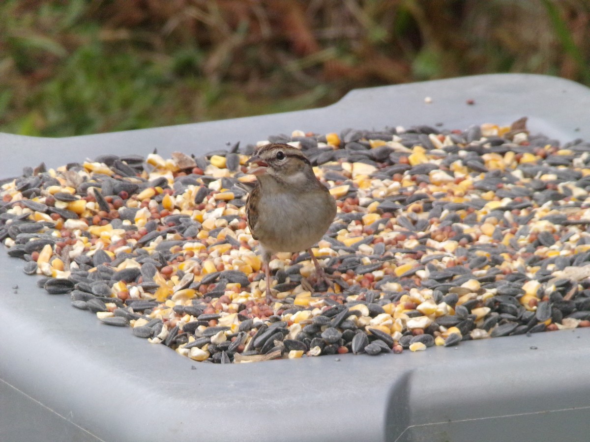 Chipping Sparrow - ML628420951