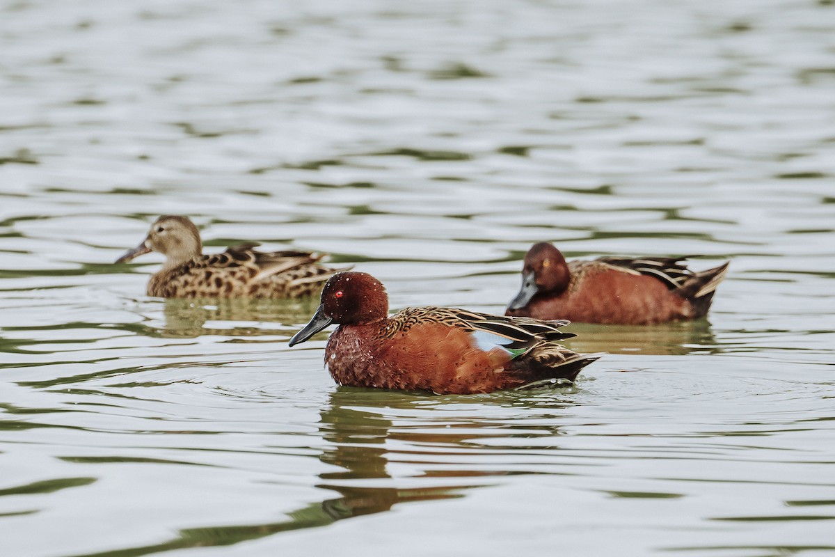 Cinnamon Teal - ML628421026