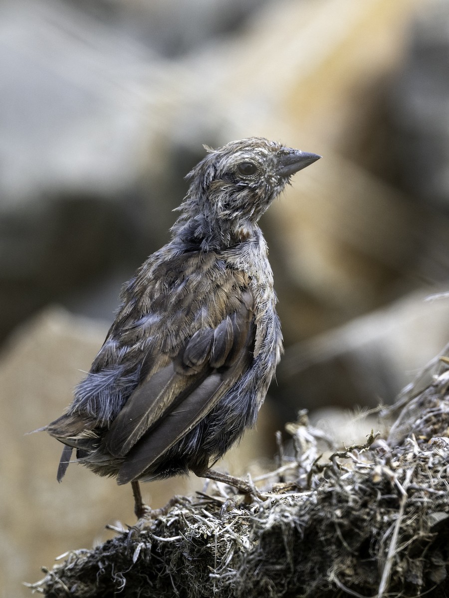 Song Sparrow - ML628421185
