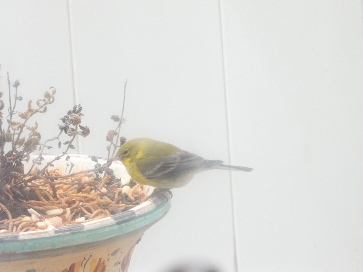 Paruline des pins - ML628421266