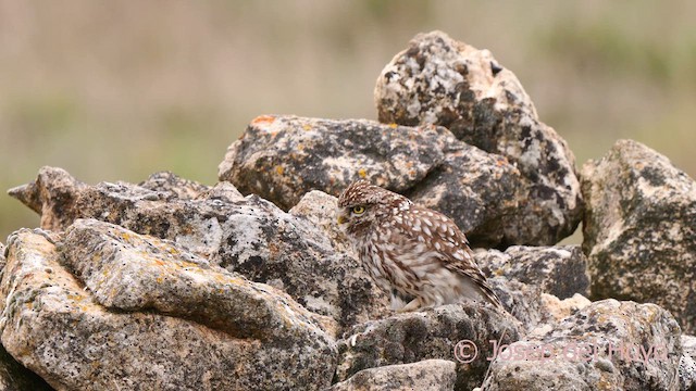 Little Owl (Little) - ML628421388