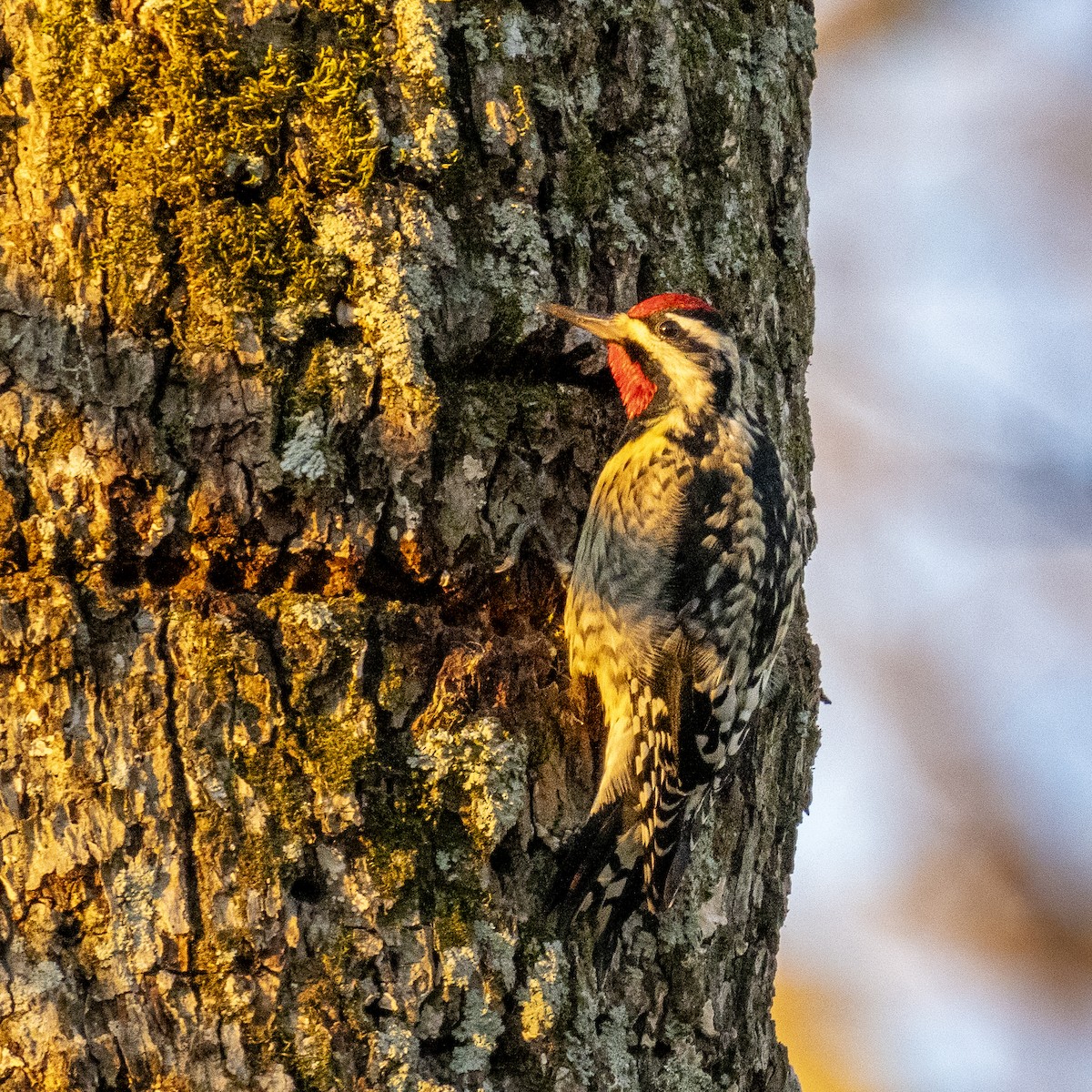 Yellow-bellied Sapsucker - ML628421405