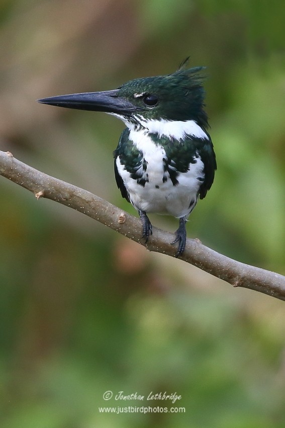 Amazon Kingfisher - ML628421418