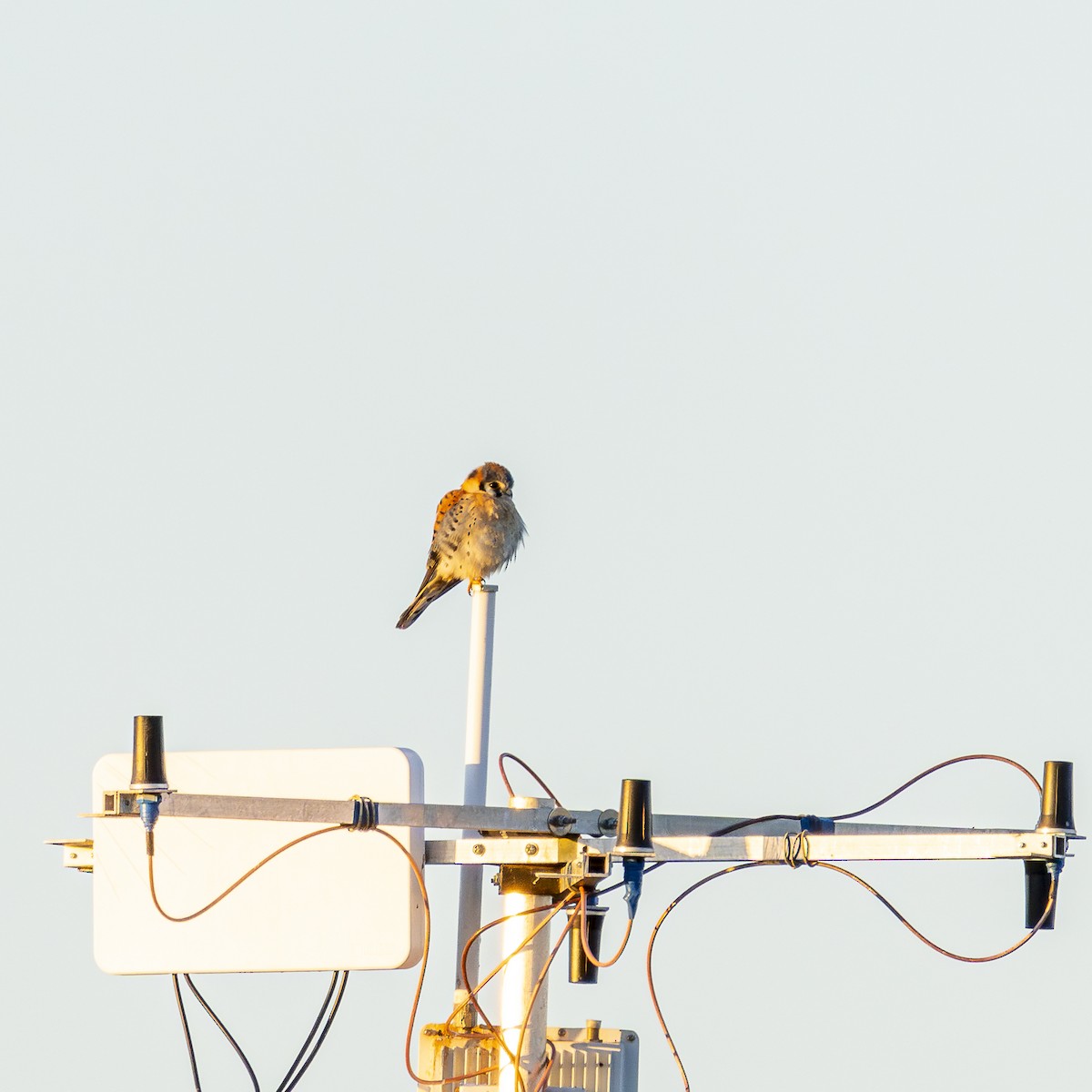 American Kestrel - ML628421424