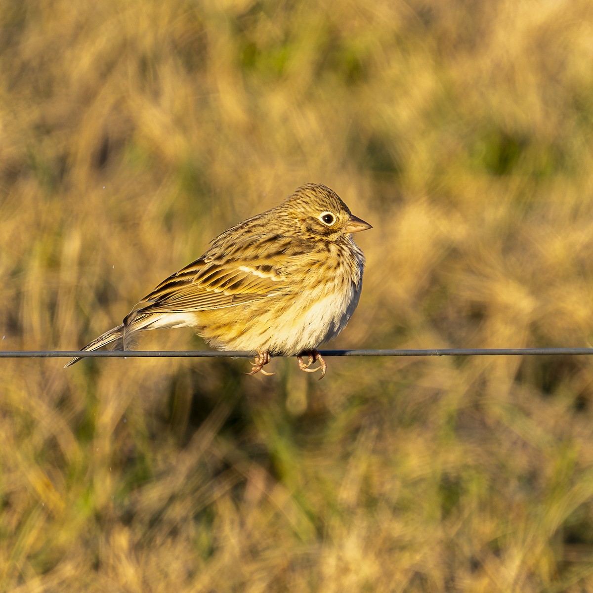 Vesper Sparrow - ML628421476