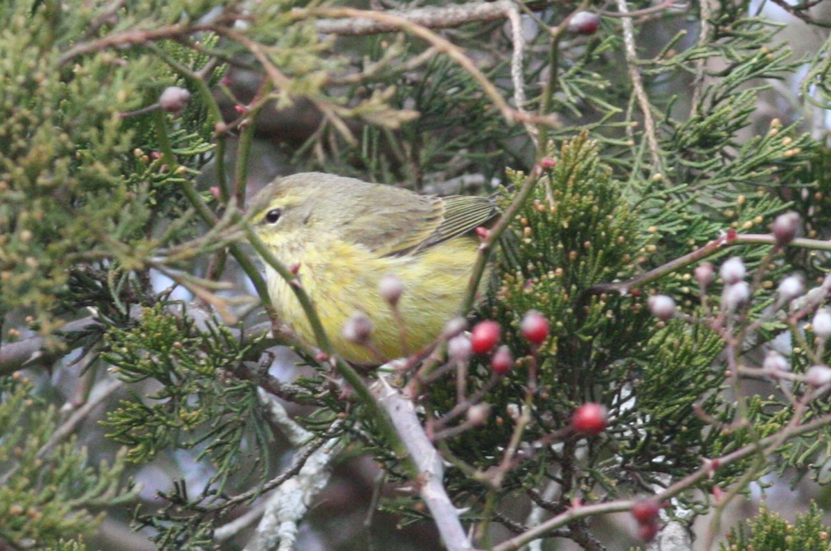 Palm Warbler (Yellow) - ML628421480