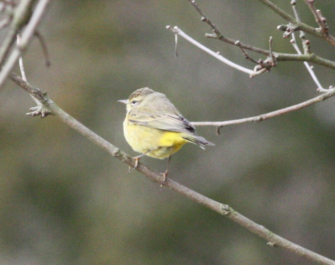 Palm Warbler (Yellow) - ML628421481