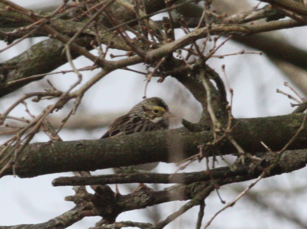 Savannah Sparrow - ML628421512