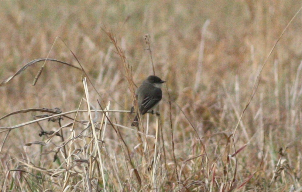 Eastern Phoebe - ML628421525