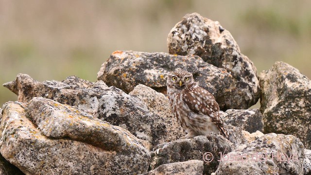 Little Owl (Little) - ML628421529