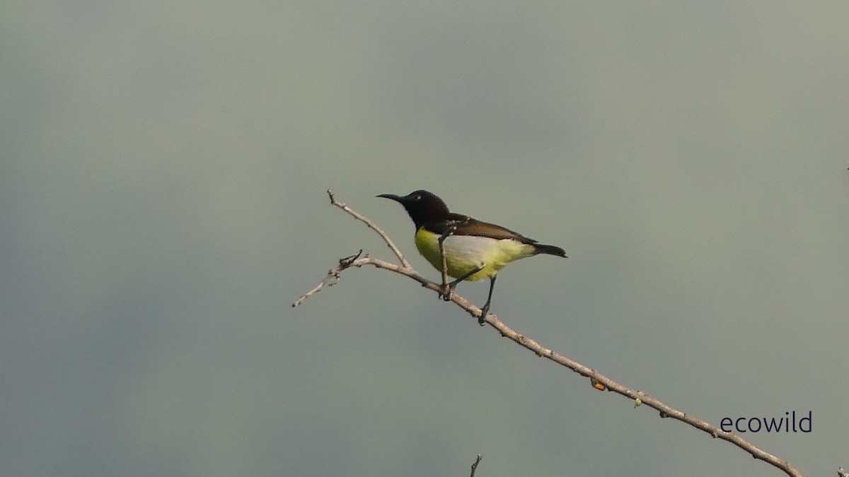 Purple-rumped Sunbird - ML628421821