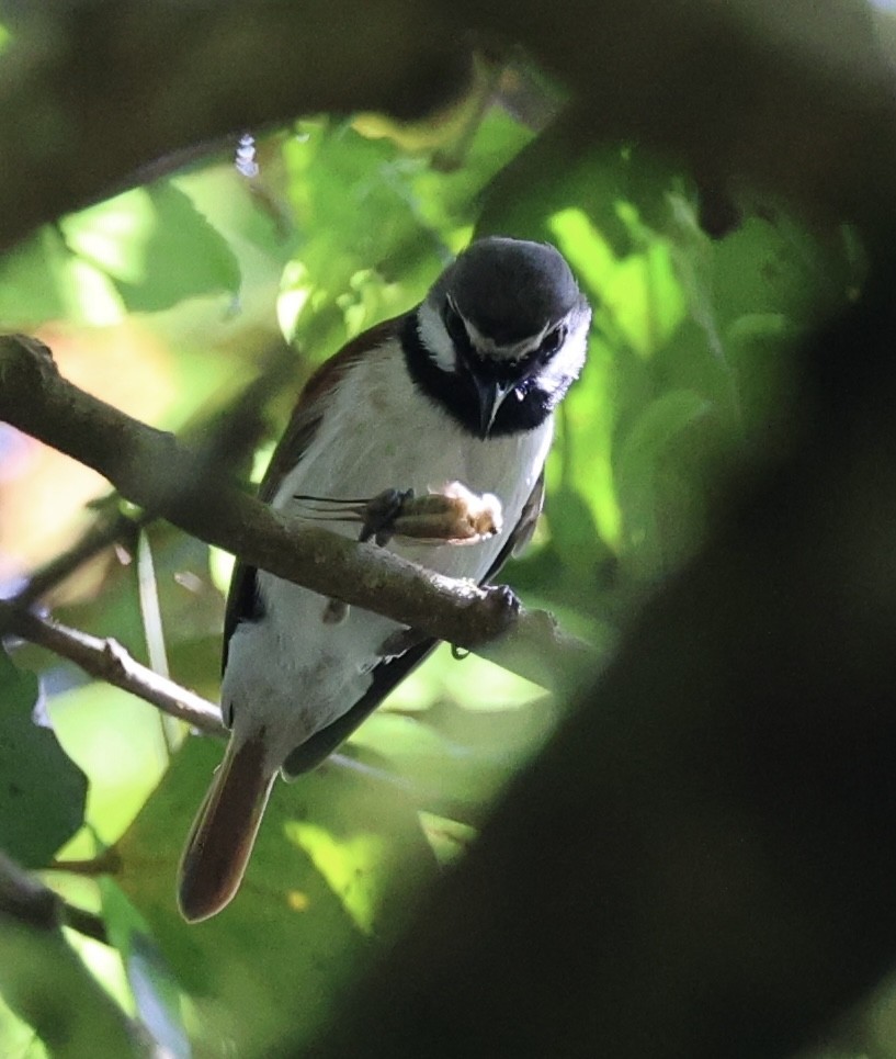 Red-tailed Vanga - ML628421938