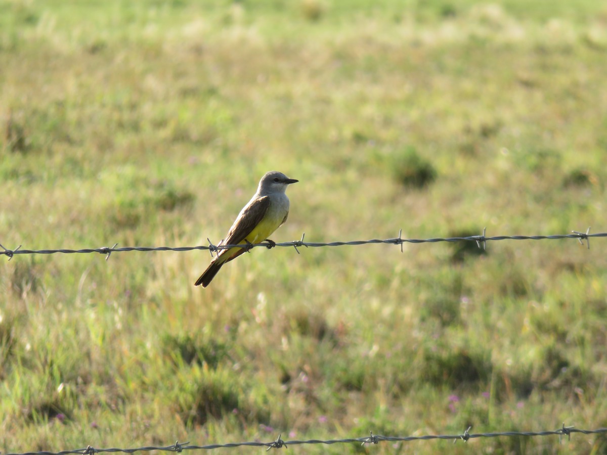 Western Kingbird - ML628422094