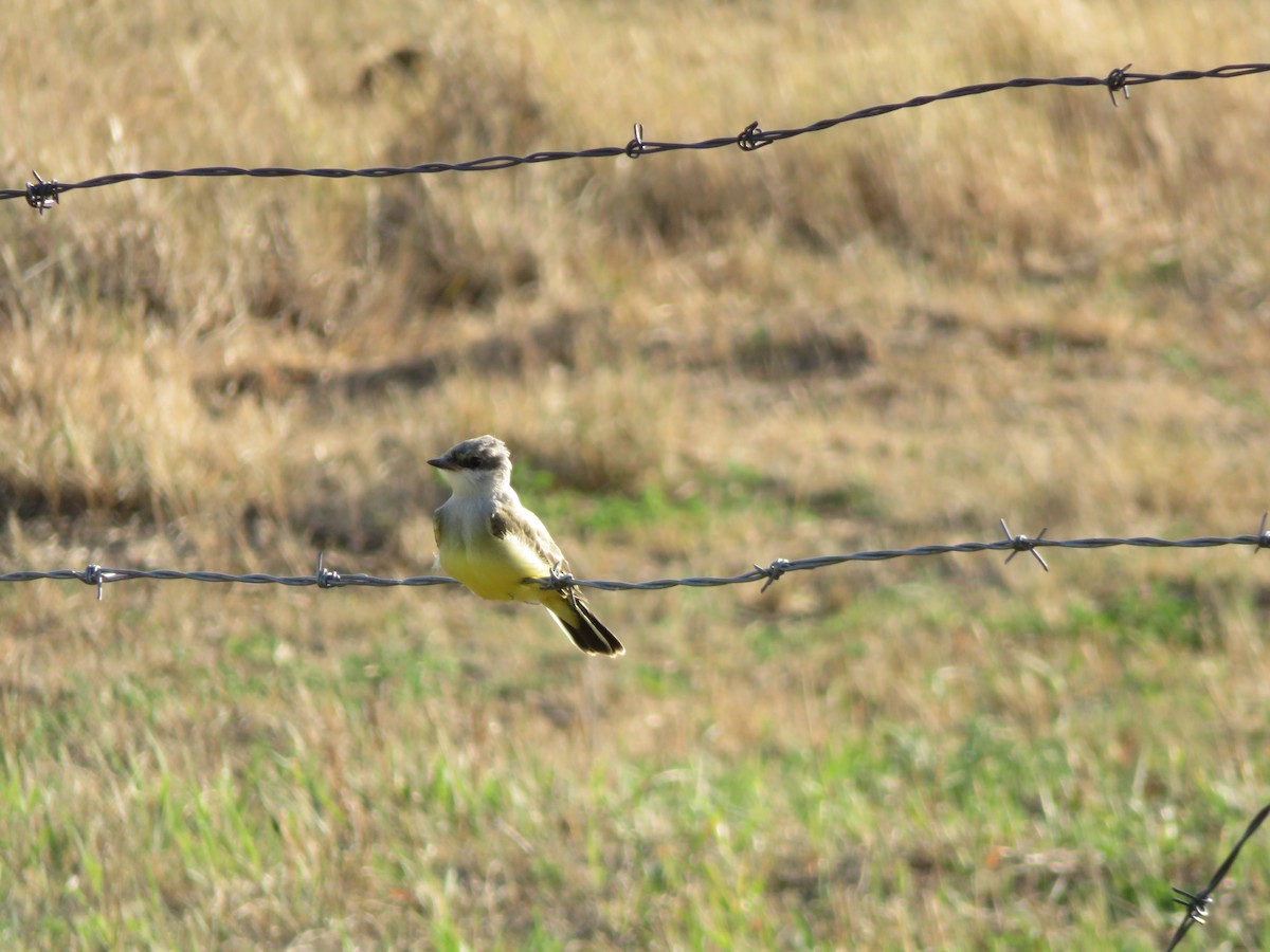 Western Kingbird - ML628422095