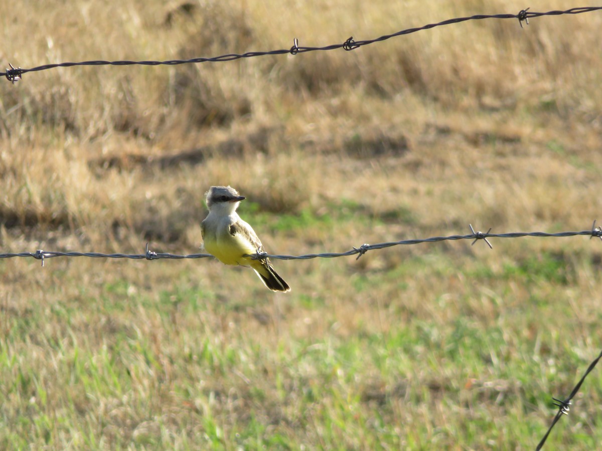 Western Kingbird - ML628422096