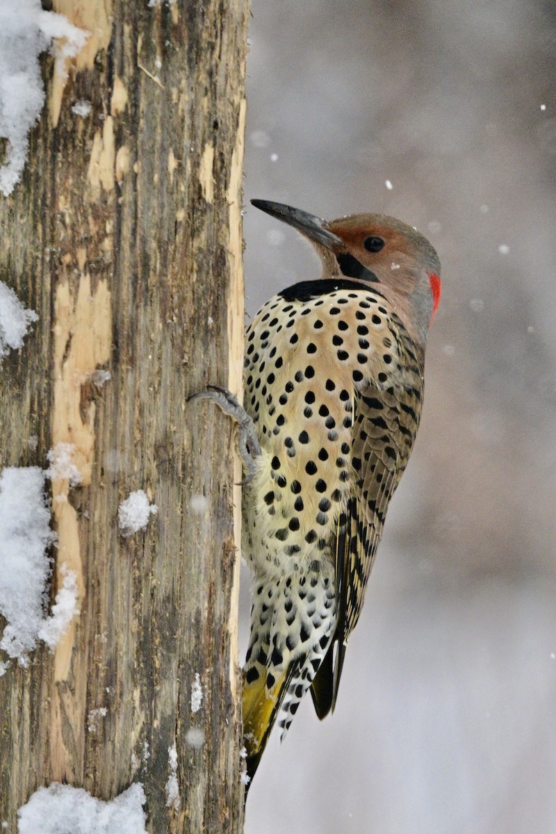 Northern Flicker - Yves Darveau