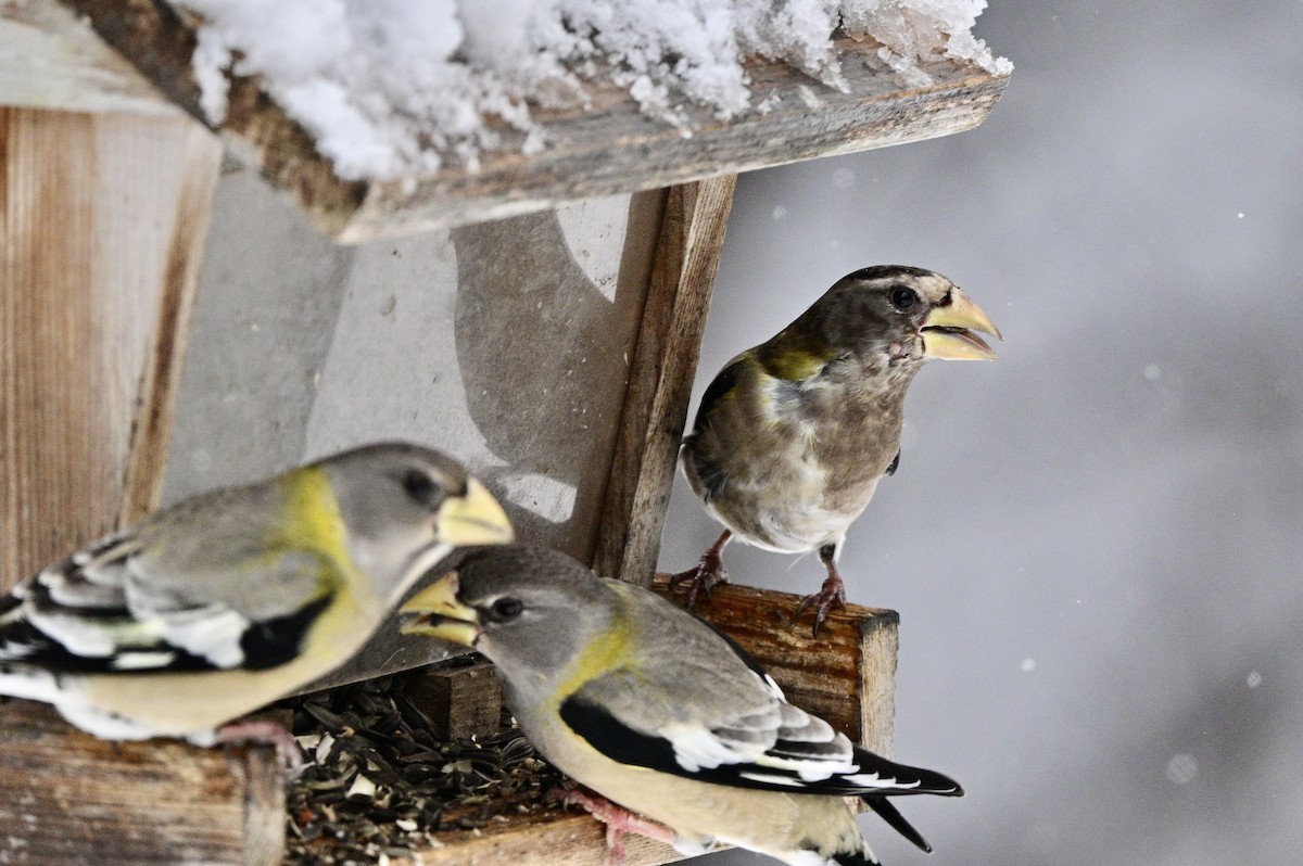 Evening Grosbeak - Yves Darveau