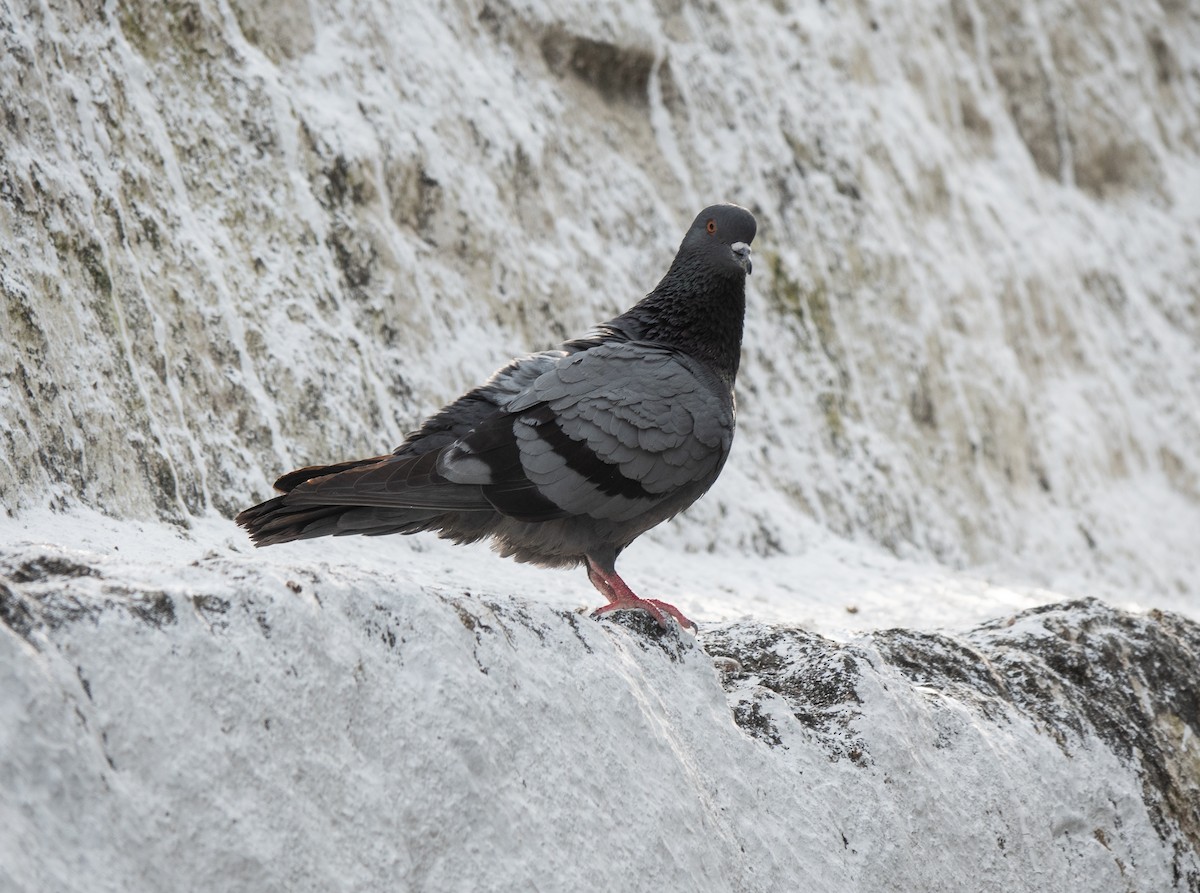 Rock Pigeon (Feral Pigeon) - ML628422126