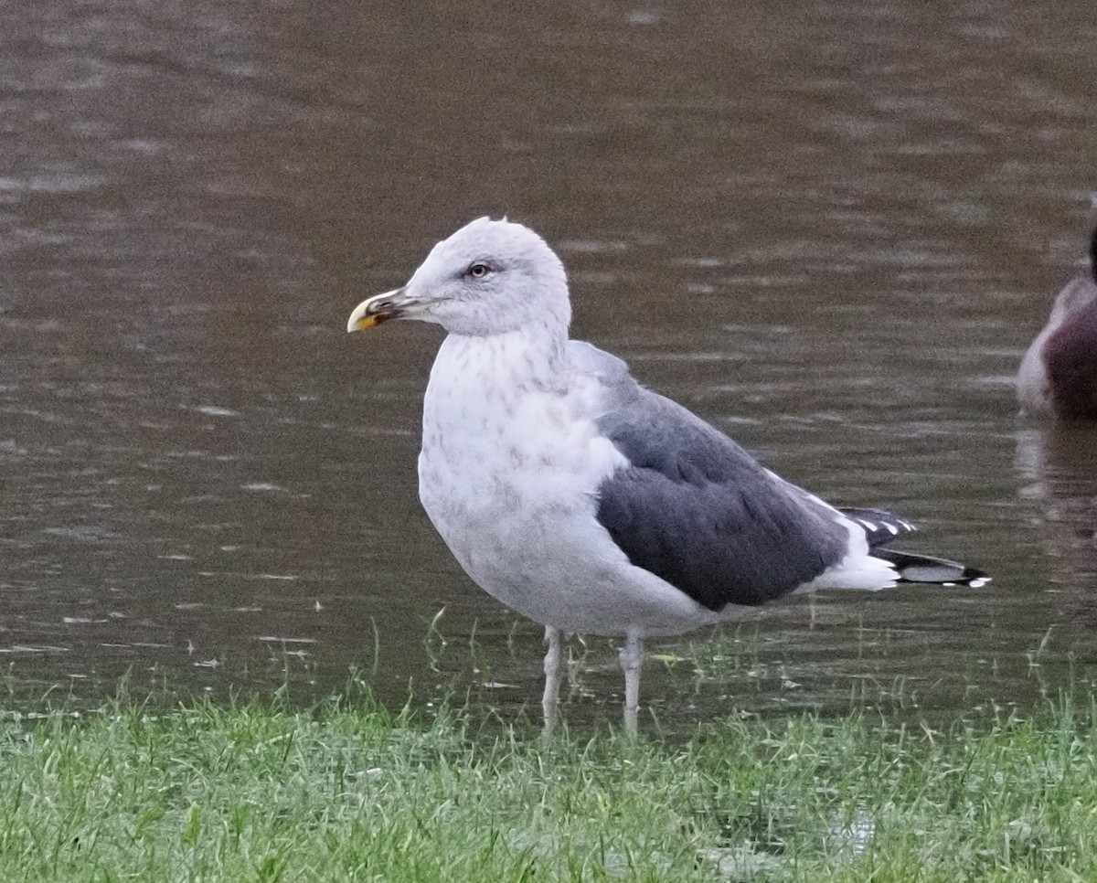 sildemåke - ML628422239