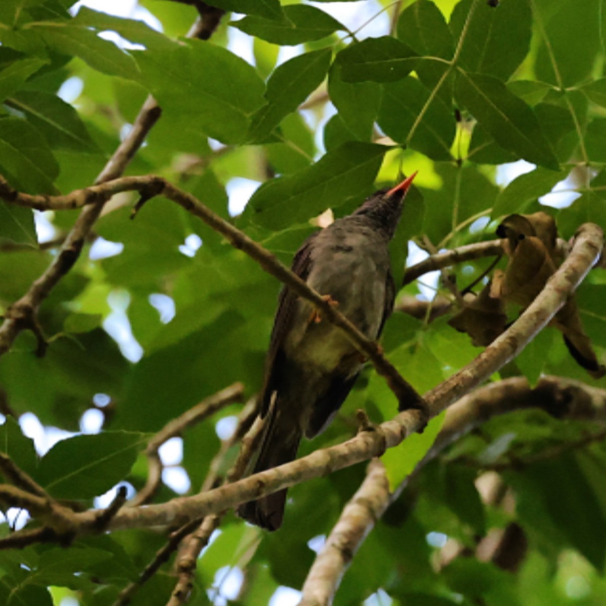 Malagasy Bulbul - ML628422273