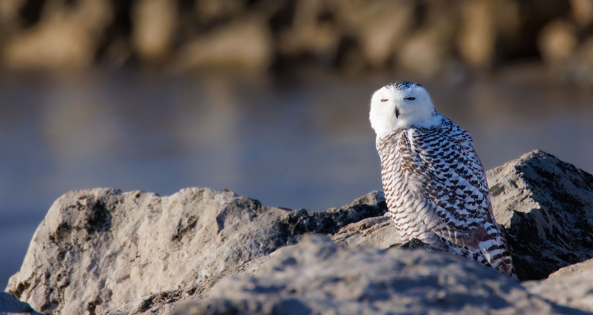 Snowy Owl - ML628422274