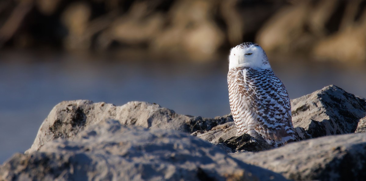Snowy Owl - ML628422275