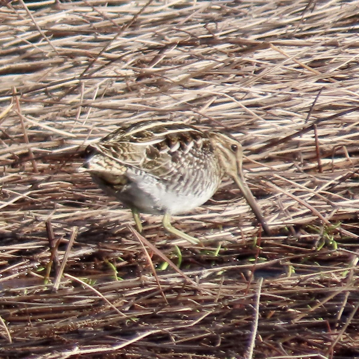 Wilson's Snipe - ML628422355