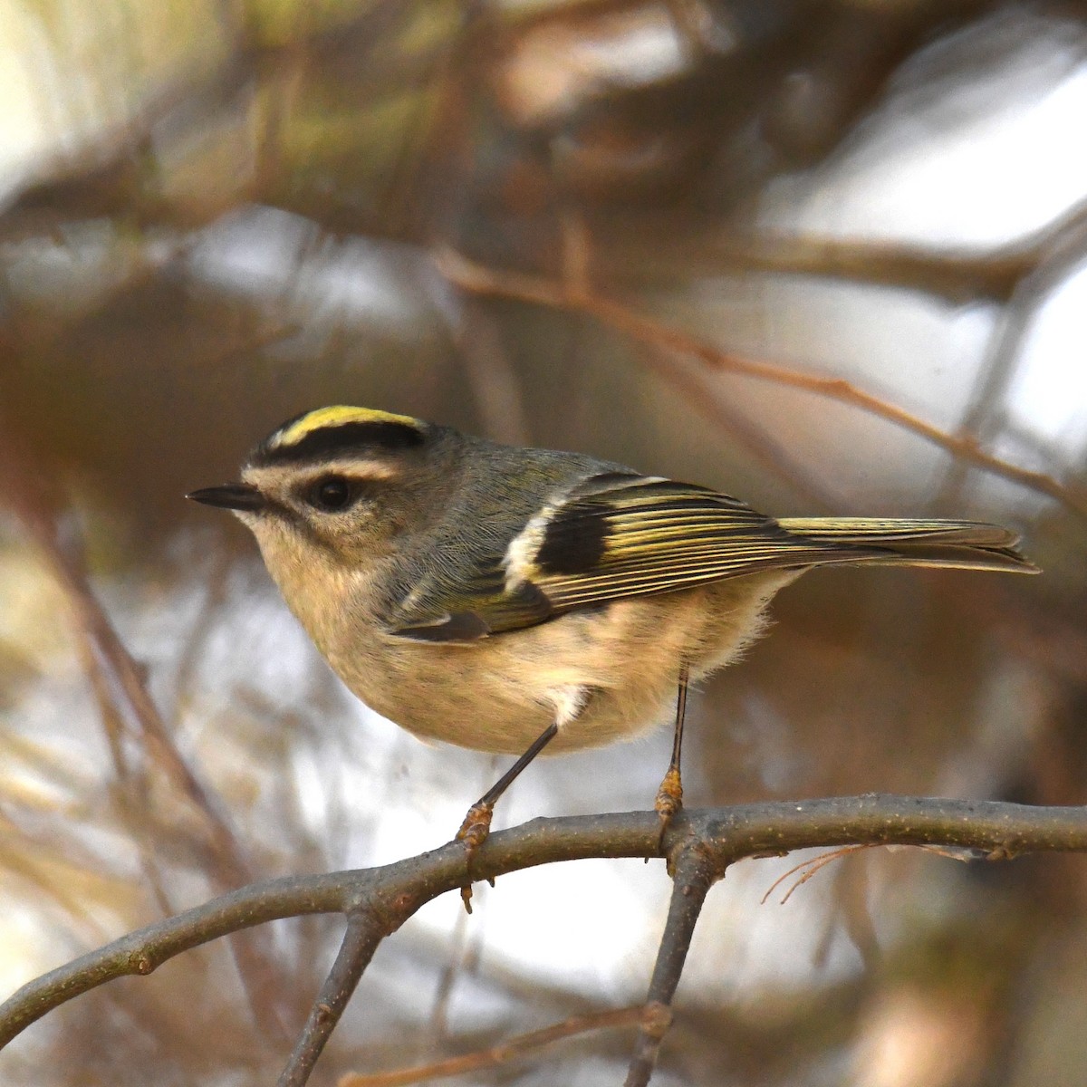 Golden-crowned Kinglet - ML628422389