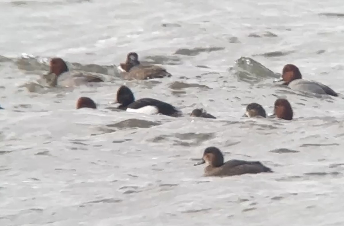 Tufted Duck - ML628422393